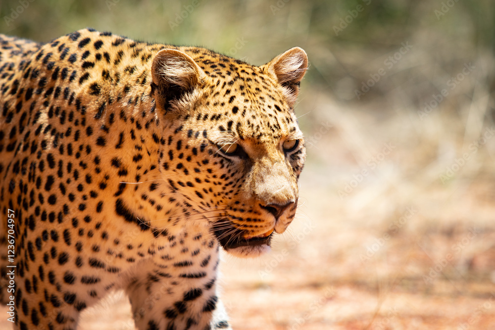 leopard walking on savanna close-up leopard walking on savanna close-up