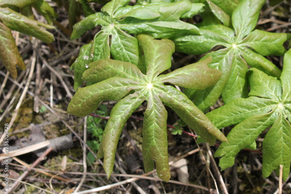 A sample of May Apple (Podophyllum Peltatum) in the Barberry family, growing in Ontario Canada. -Captured by MIROFOSS A sample of May Apple (Podophyllum Peltatum) in the Barberry family, growing in Ontario Canada. -Captured by MIROFOSS