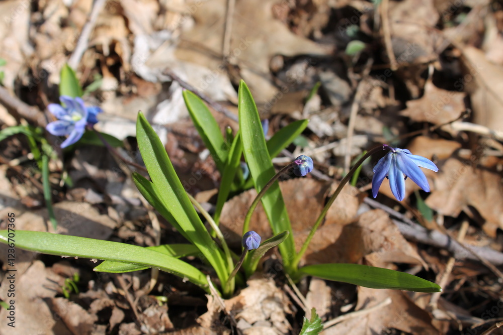 A sample of Siberian Squill (Scilla Siberica) in the Asparagus family, growing in Ontario Canada. -Captured by MIROFOSS A sample of Siberian Squill (Scilla Siberica) in the Asparagus family, growing in Ontario Canada. -Captured by MIROFOSS