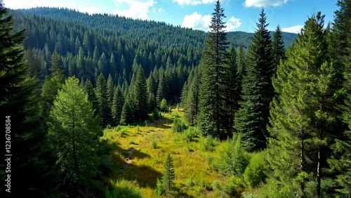 Serene Coniferous Forest Meadow Landscape