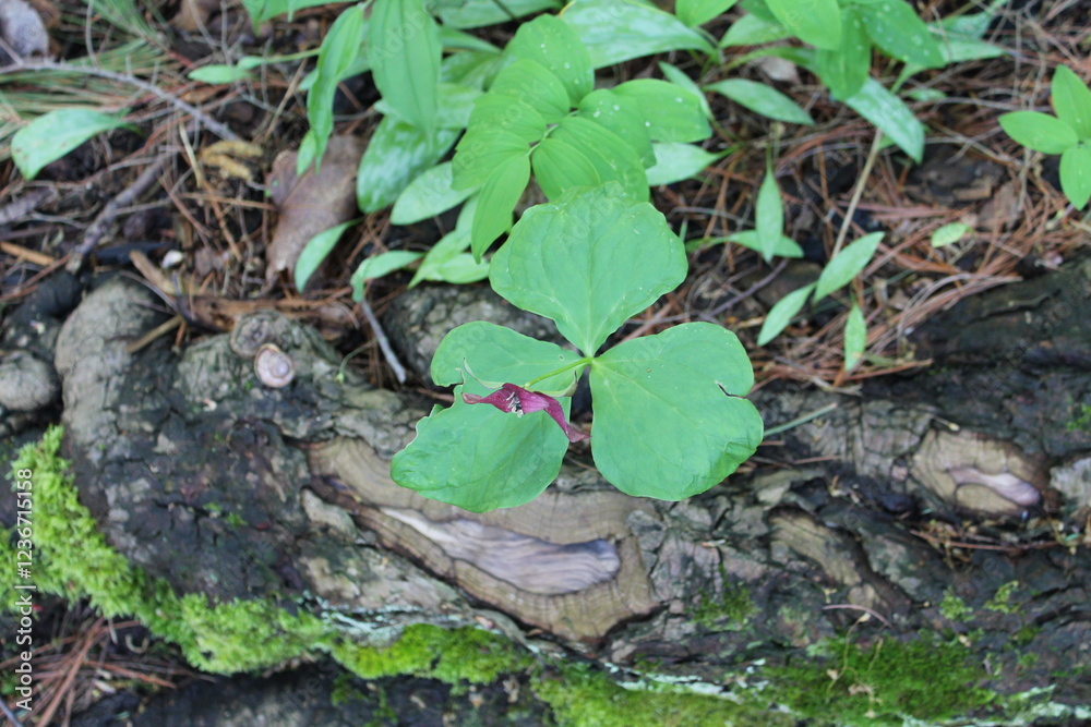 A sample of Purple Trillium (Trillium Erectum) in the Lily family, growing in Ontario Canada. -Captured by MIROFOSS A sample of Purple Trillium (Trillium Erectum) in the Lily family, growing in Ontario Canada. -Captured by MIROFOSS
