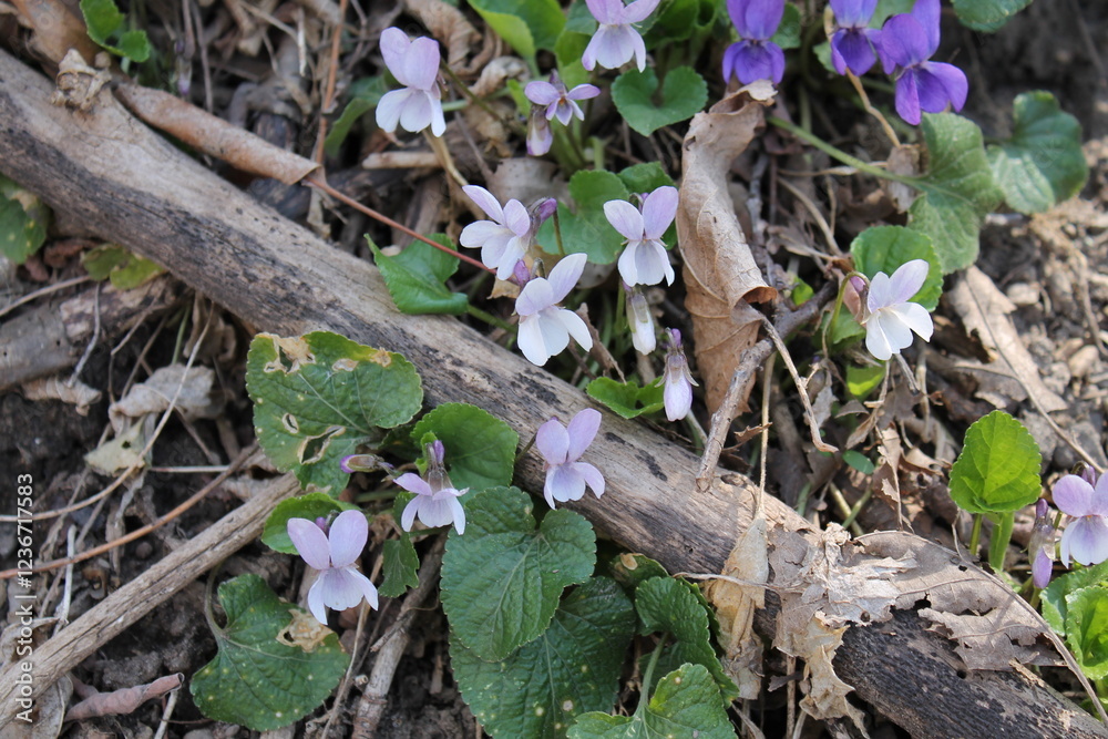 Naklejka premium A sample of Blue Woolly Violet (Viola Sororia) in the Violet family, growing in Ontario Canada. -Captured by MIROFOSS