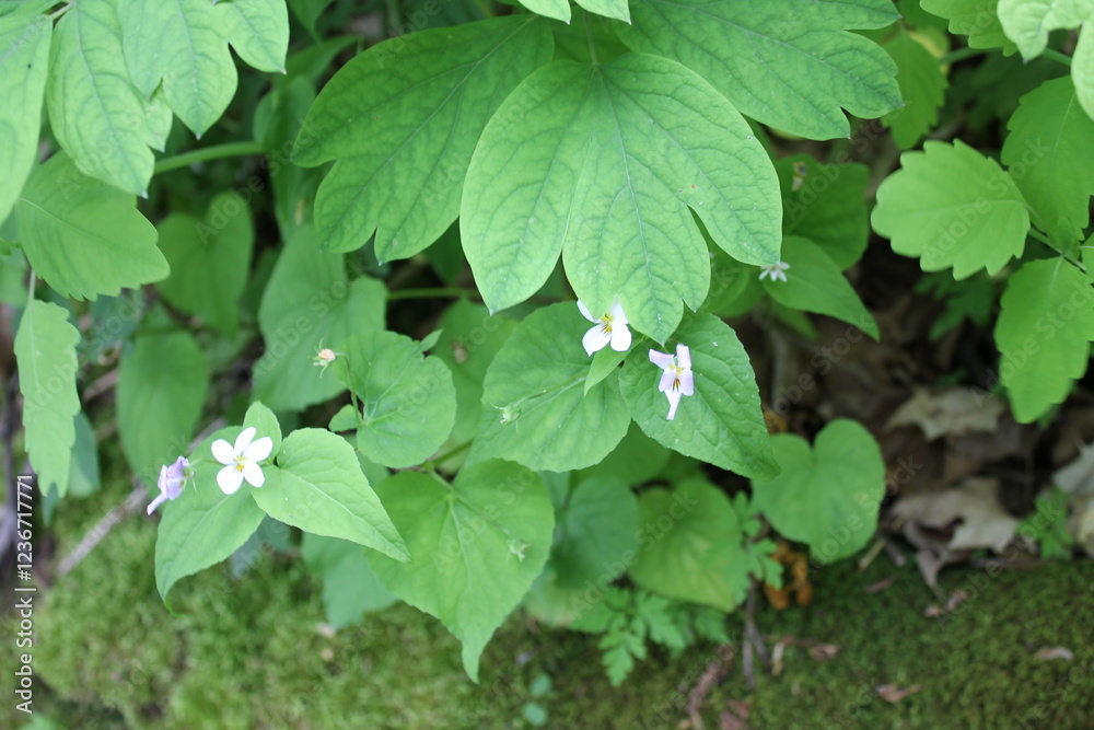 A sample of Canada White Violet (Viola Canadensis) in the Violet family, growing in Ontario Canada. -Captured by MIROFOSS A sample of Canada White Violet (Viola Canadensis) in the Violet family, growing in Ontario Canada. -Captured by MIROFOSS