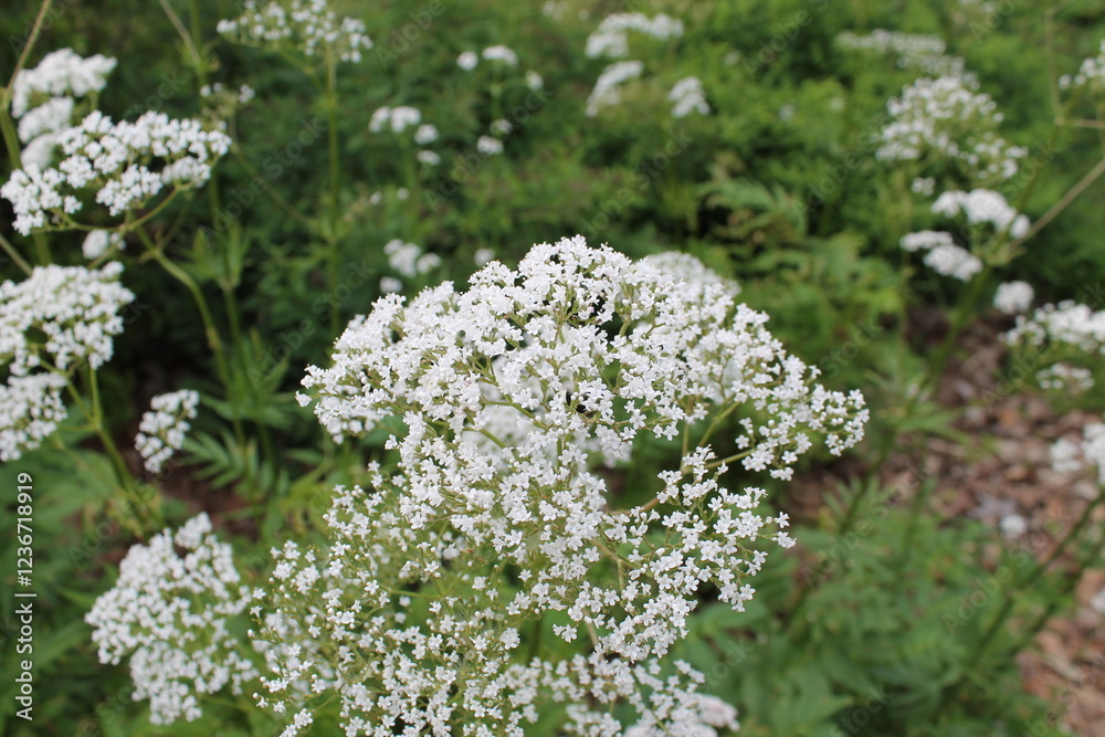 A sample of Valerian (Valeriana Officinalis) in the Honeysuckle family, growing in Ontario Canada. -Captured by MIROFOSS A sample of Valerian (Valeriana Officinalis) in the Honeysuckle family, growing in Ontario Canada. -Captured by MIROFOSS