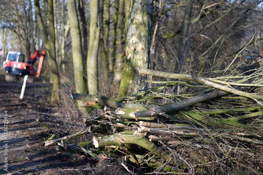 felled trees at the roadside, pruning after winter, road safety felled trees at the roadside, pruning after winter, road safety