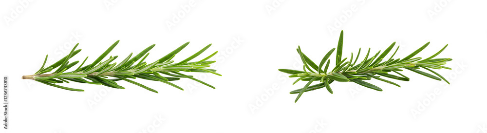 Fototapeta premium Fresh Rosemary Sprig with Needle-like Leaves