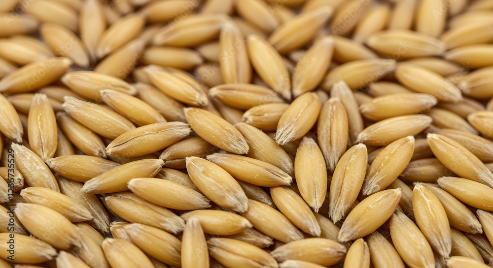 Raw Oat Grain with Golden Hue Raw Oat Grain with Golden Hue