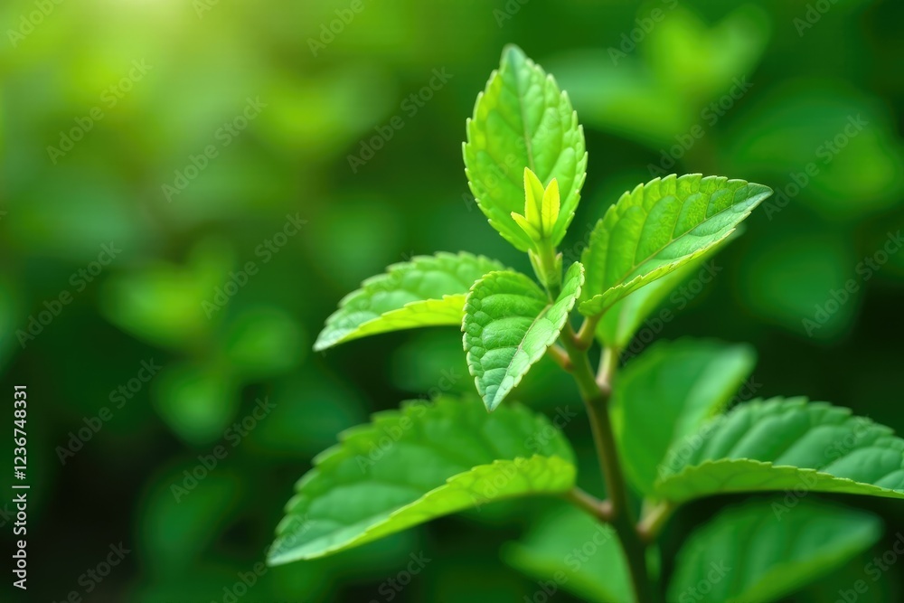 Lush green tulsi leaves on a stem in a garden, nature, botanical, leaf Lush green tulsi leaves on a stem in a garden, nature, botanical, leaf