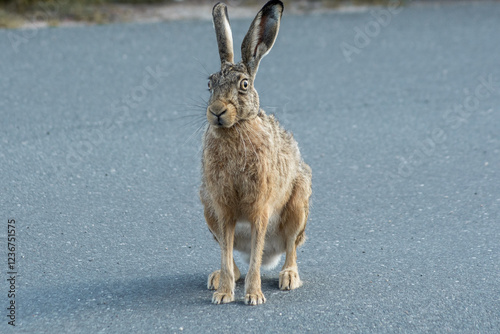 Hase
