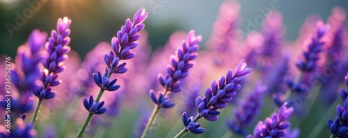 Flores de lavanda roxas estendidas no solo de um dia, luz, natureza, azul photo