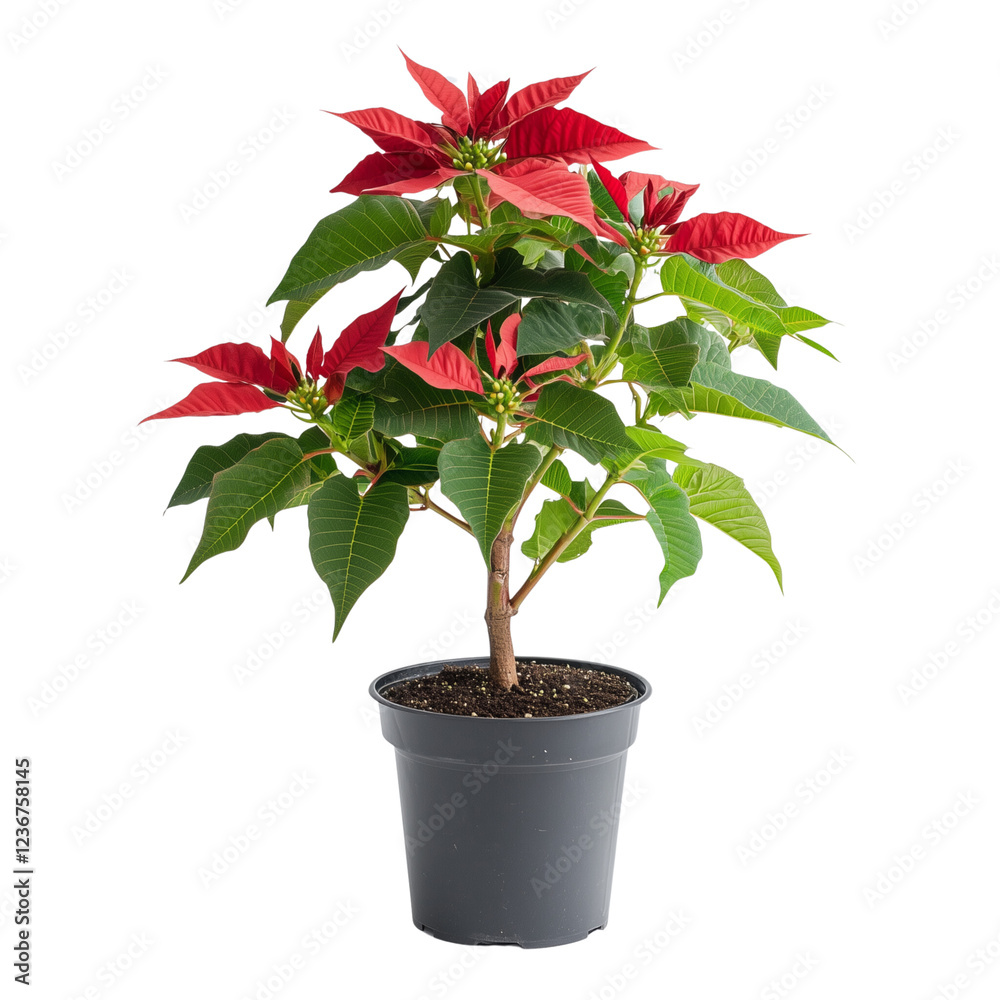 Fototapeta premium A vibrant red poinsettia plant in full bloom, showcasing its intricate petals and bright green leaves, isolated on a white background (2)