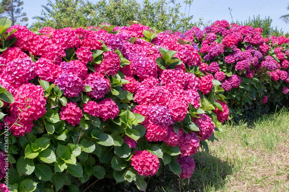 Hydrangea macrophylla plants with red flowers. Hydrangea macrophylla plants with red flowers.