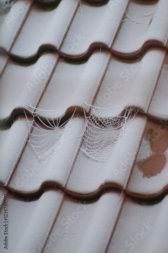 Spinnennetze im Frost