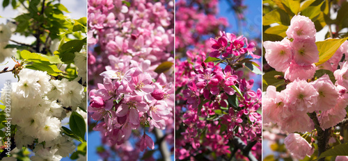 Spring collage of blooming sakura. Flower background.Close-up.