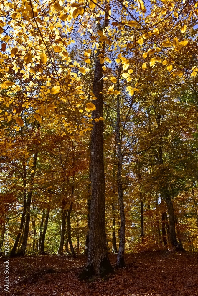 rural areas and landscapes. Autumn season and photos of trees and forests with yellowed leaves. rural areas and landscapes. Autumn season and photos of trees and forests with yellowed leaves.