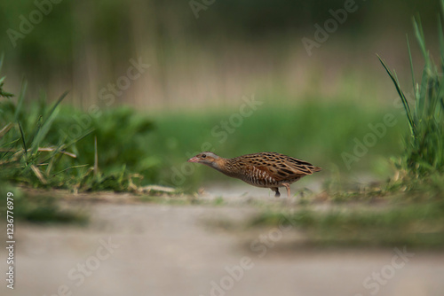 Mysterious Corncrake.
Corncrake (Crex crex) - a secretive bird with a distinctive voice. Endangered species, requires protection. Observation of a corncrake is a great fortune.
