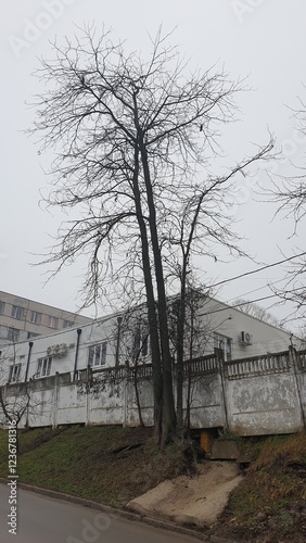 city, building, fence, slope, hedge, trees, grass, dry leaves