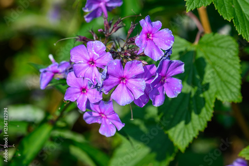 Clusters of vivid purple flowers thrive in lush green leaves, showcasing their beauty on a sunny spring day in a vibrant garden setting