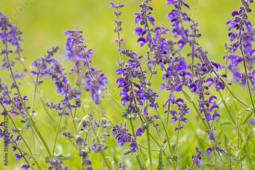 Blossoming sage on a summer meadow close ou photo