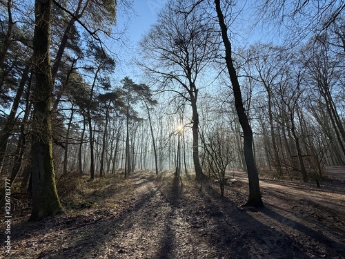 Obraz na płótnie path in the woods w salonie