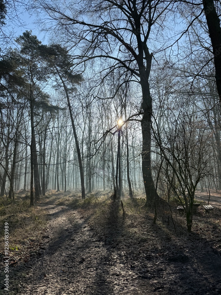 morning in the forest