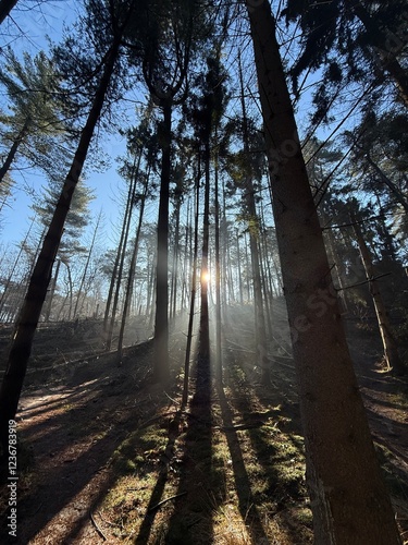 morning in the forest