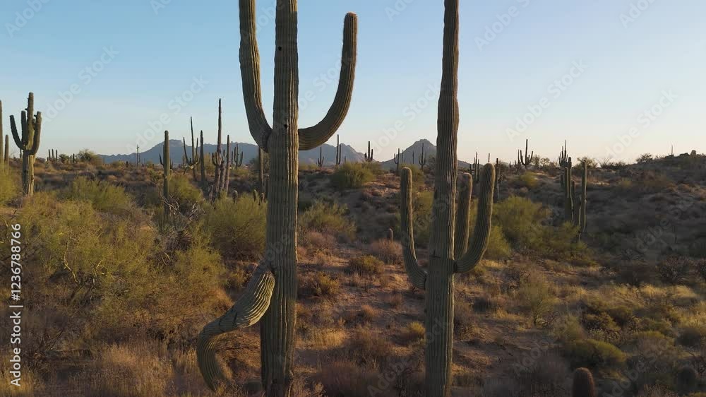Close Up Aerial Fly By Of Saguaro Cactus In The Arizona Desert 