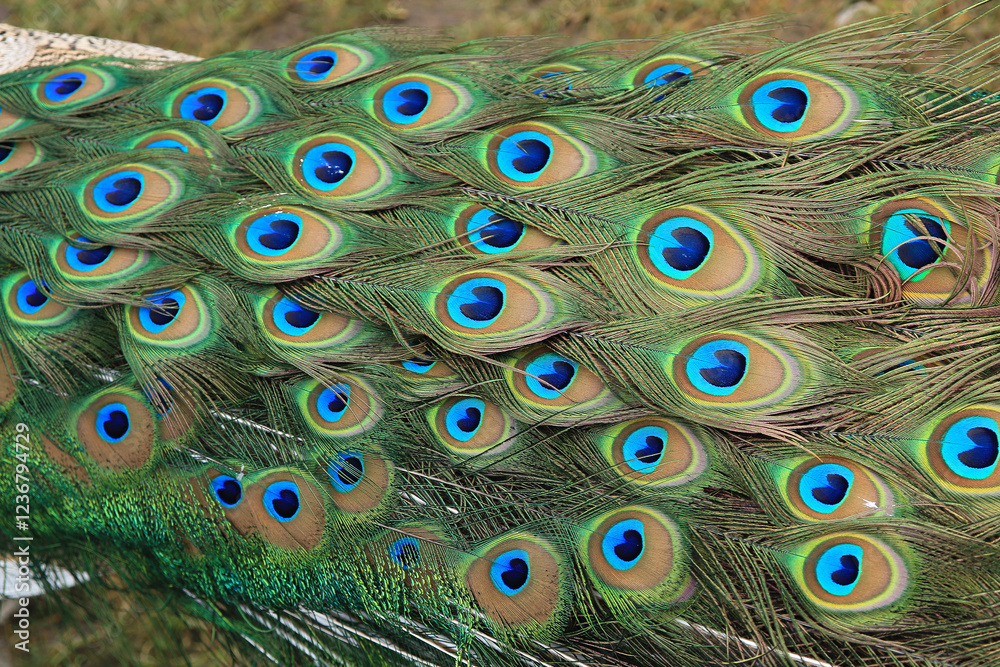 Obraz premium plumage of a male peacock with colorful feathers