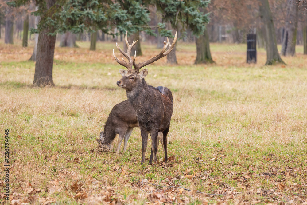 Sika deer - Cervus nippon, doe and mouflon in meadow and forest. Photo from wild nature Sika deer - Cervus nippon, doe and mouflon in meadow and forest. Photo from wild nature