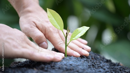 Strategic planning for business growth seeding and watering success in management slow motion stages of visionary growth in a lush environment