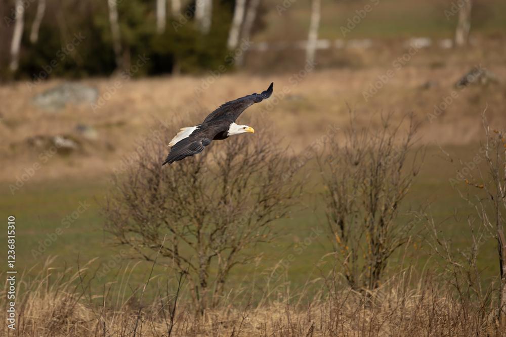 Bald Eagle, Haliaeetus leucocephalus, flying bird of prey against autumn background, yellow grass and forest. Homer, Alaska