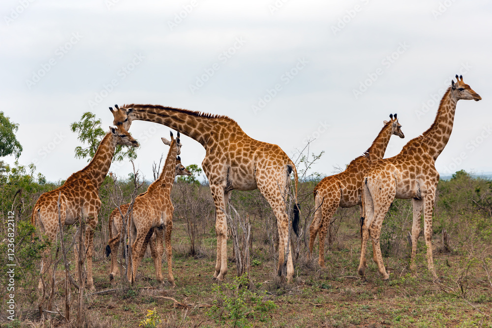 Obraz premium A family of giraffes graze in the savannah in Hlane National Park, or Royal Hlane National Park, is located in northeastern Swaziland, Africa