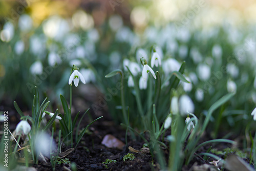 Spring awakening in the morning. Gentle white, fresh snowdrop blossom in the sunny garden. Easter spring background. Soft focus