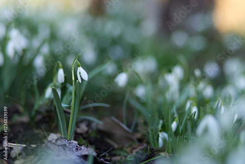 Spring awakening in the morning. Gentle white, fresh snowdrop blossom in the sunny garden. Easter spring background. Close-up in focus. Soft focus