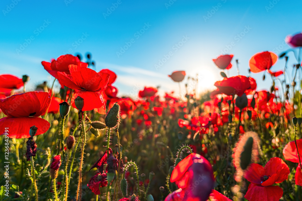 Naklejka premium Papaver rhoeas or corn poppy, uncultivated plant growing in meadow and blooming in april and may