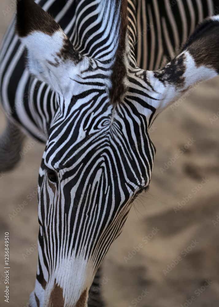 Naklejka premium Zebra ( Subgenus Hippotigris) portrait closeup