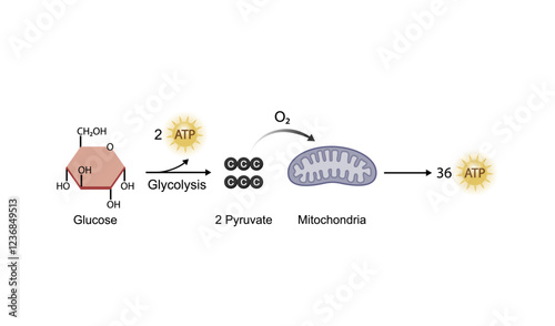 Aerobic cellular Respiration. Glycolysis. Mitochondria, energy production. Scientific Vector Illustration.