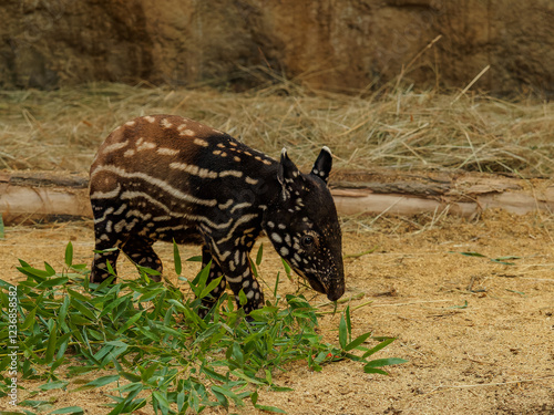 A baby Malayan tapir eats leaves