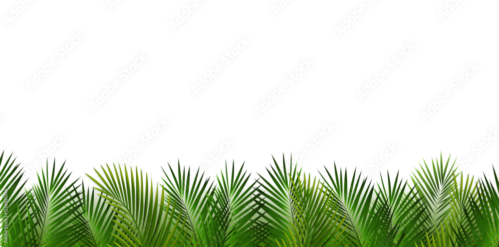 Palm Tree Branch With Blue Background With PWhite Background Palm Tree Branch With Blue Background With PWhite Background