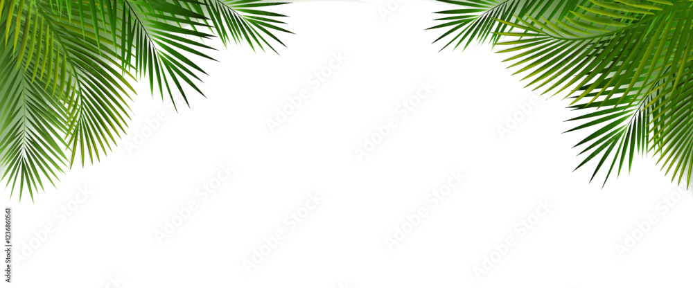 Palm Tree Branch With White Background Palm Tree Branch With White Background