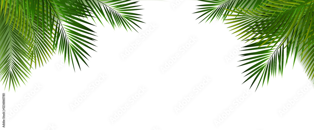 Fototapeta premium Palm Tree Branch And White Background