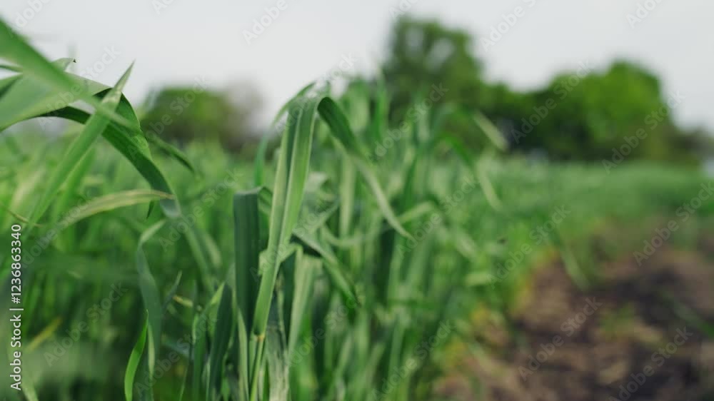 Growth time of fresh green plant. Wheat field. Green stalks of wheat swaying in wind. Close-up of wheat greens. Concept agricultural industry. Stalks wheat fluttering in wind. Agricultural business Growth time of fresh green plant. Wheat field. Green stalks of wheat swaying in wind. Close-up of wheat greens. Concept agricultural industry. Stalks wheat fluttering in wind. Agricultural business