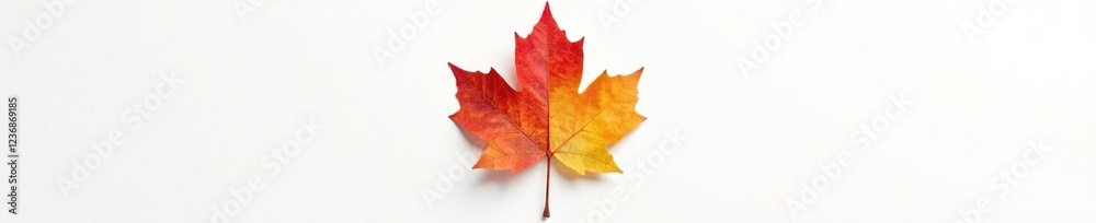 Obraz premium A single maple leaf on a white canvas background, leaf, leaf