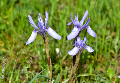 photos of photos of wild plants, blue wildflowers. plants, blue wildflowers. photo