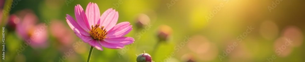 Soft petals of pink flowers gently sway in morning breeze, wildflowers, green