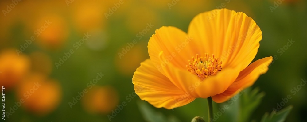 Yellow orange California poppy details and texture in high definition, petals, texture, orange Yellow orange California poppy details and texture in high definition, petals, texture, orange