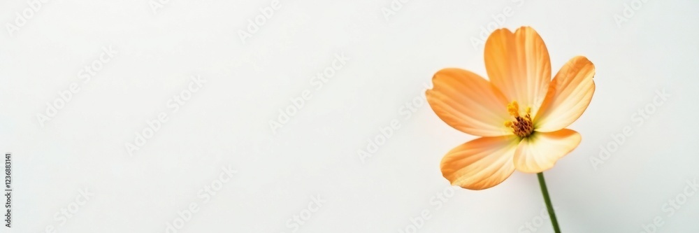 Obraz premium A delicate balance of orange and white in a solitary mixed flower against a crisp white background, white, nature, bloom