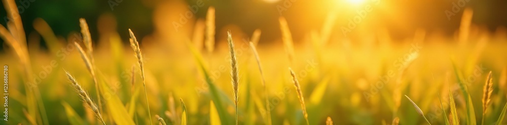 Softly swaying blades of golden morning grass in a gentle breeze, Serene, Tranquil, Warm Light Softly swaying blades of golden morning grass in a gentle breeze, Serene, Tranquil, Warm Light
