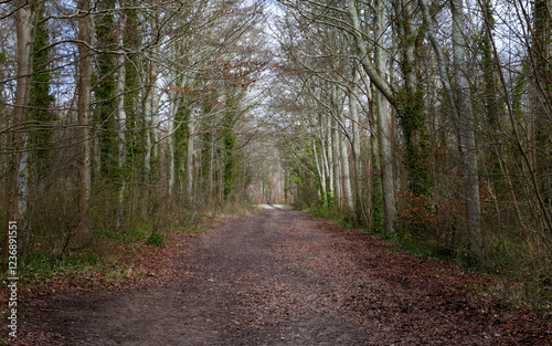 Friston Forest