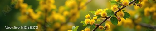Barberry bush with blooming flowers in spring, blooming, yellow flowers
